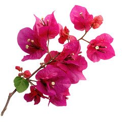 Vibrant Bougainvillea Branch with Bright Pink Flowers and Green Leaves