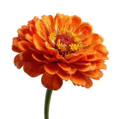 Vibrant Orange Flower with Delicate Petals and Green Stem