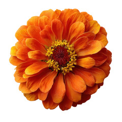 Vibrant Orange Flower Close-Up with Petals and Stamen Detail