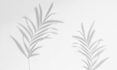Fototapeta premium Soft botanical shadows of tropical leaves and light on white wall background. Natural leaves tree branch shadows and sunlight dappled on white concrete wall texture for overlay and background