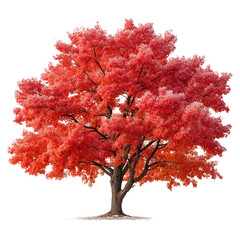 Vibrant Red Maple Tree in Autumn with Colorful Foliage and Beauty