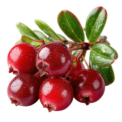 Fresh Organic Cranberries with Bright Red Color and Green Leaves