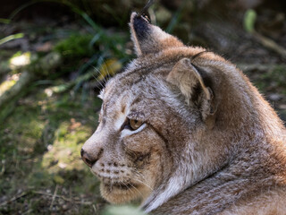 Boreal lynx at a species recovery center in the Basque Country (Spain)