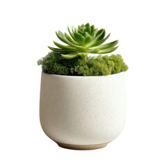 Modern Succulent Plant in Minimalist Ceramic Pot with Green Moss