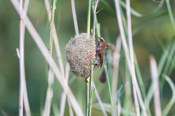 A thick billed weaver building a nest on a reed 