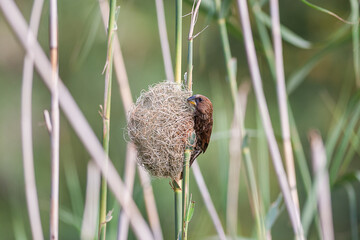 A thick billed weaver building a nest on a reed 