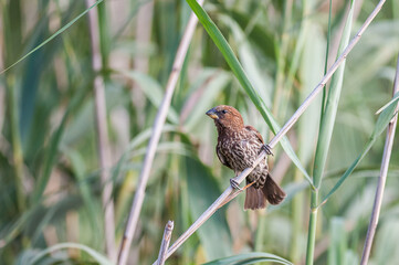 Thick billed weaver perched on a reed 