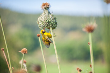 Obraz premium A southern masked weaver perched on a reed and building a nest