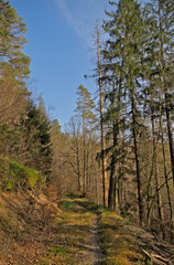 Hiking trail in the woods on the hills on a sunny day near Eupen, Belgium 
