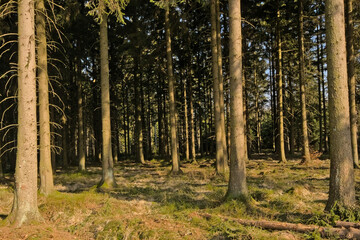 pine forest on a sunny day near Eupen, Belgium 