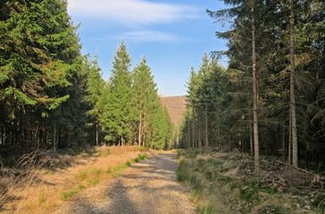 Dirt road in the woods on a sunny day with blue sky near Eupen, Belgium 