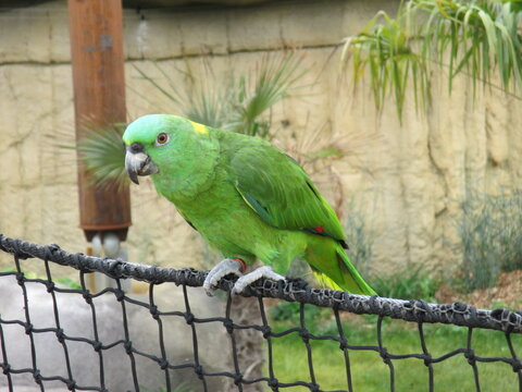 Amazone &agrave; nuque d'or (Amazona auropalliata)