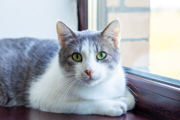 A gray and white cat with green eyes relaxes on a sunny sill