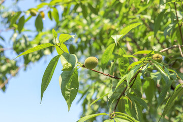 Green peach fruits