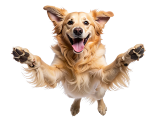  Excited Golden Retriever Jumping with Tongue Out – Transparent Background PNG