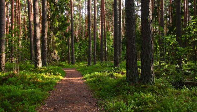 Sunlight filtering through a pine forest path