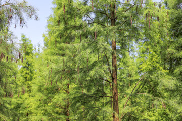 The lush green fir trees grow in the forest