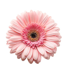 pink gerber daisy isolated on white