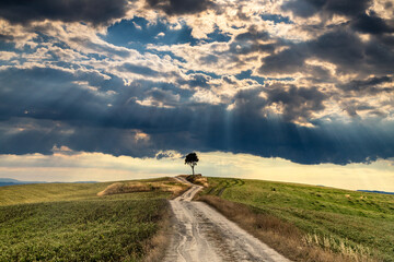 View of a solitary tree standing atop a verdant hill, a winding dirt path leading towards it under a dramatic sky with sun rays, San Quirico d'Orcia, Tuscany, Italy.