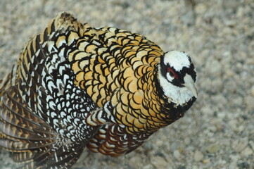 Species birds of the  family Chrysolophus pictus. Majestic Pegar Reeves pheasant Detailed View Head and Neck  displaying vibrant gold colors yellow details plumage showcasing iridescent feathers
