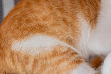 Cat fur texture background. Orange  and white cat  background.