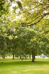 Peaceful park on a sunny day