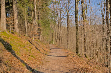 Hiking trail in the woods on a sunny day near Eupen, Belgium 