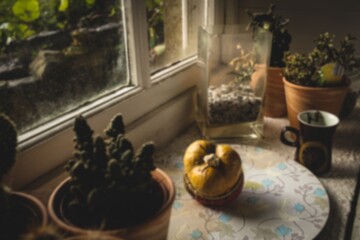 Potted plants on window sill at home