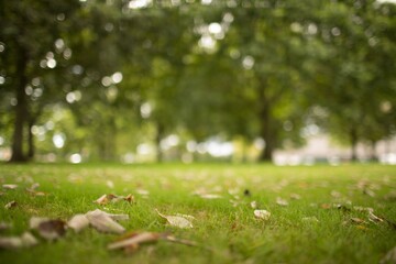 Flat design is showing patch of grass with scattered dry leaves and blurred trees background