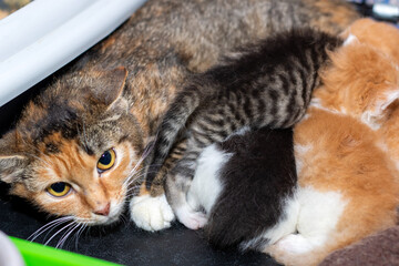 A calico cat is nursing her adorable kittens in a litter box