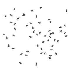 black cumin seeds on transparent background macro png