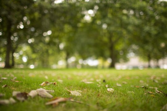 Fototapeta Flat design is showing patch of grass with scattered dry leaves and blurred trees background