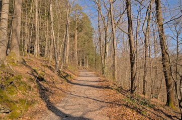 Hiking trail in the woods on a sunny day near Eupen, Belgium 