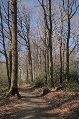 Hiking trail in the woods on a sunny day near Eupen, Belgium 