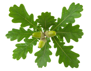 Close up of an oak branch showing green acorns and leaves, isolated on a transparent background, ideal for nature themed projects