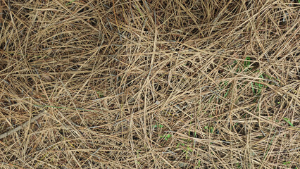 A close up shot of dried pine needles scattered on the ground creating a textured background view
