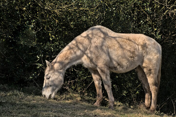 Grazing white horse on a sunny day on a dark background in the Belgian countryside 