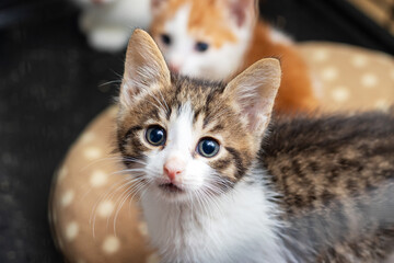 A close up photograph of an adorable kitten gazing at the camera