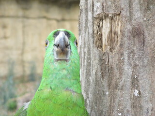 Face d'un Amazone à nuque d'or (Amazona auropalliata)