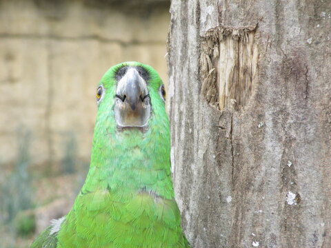Face d'un Amazone &agrave; nuque d'or (Amazona auropalliata)