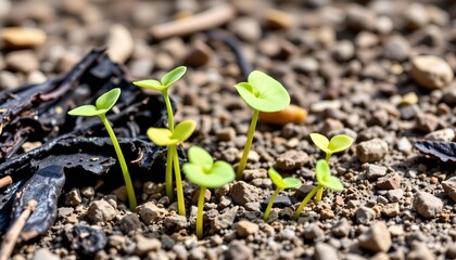 Heartshaped Leaf Sprouts Emerging From Rich Soil