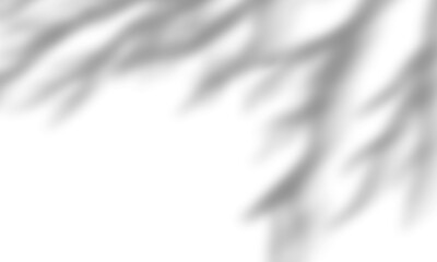 Natural leaf shadow effects isolated on transparent background. Blurred tree branch shadow. Plant leaves shade. Spring decoration, Mockup, template for product display, Smmer design elements, PNG