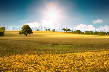 Field with tree and city on the horizon