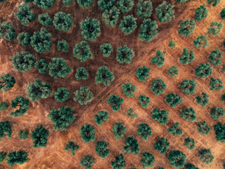 Aerial View of Olive Tree Plantation in Sunny Rural Landscape