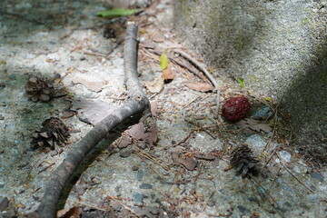 Pine cones that fell on the forest path