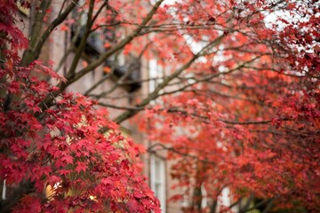 Low angle view of autumn maple tree © vectorfusionart