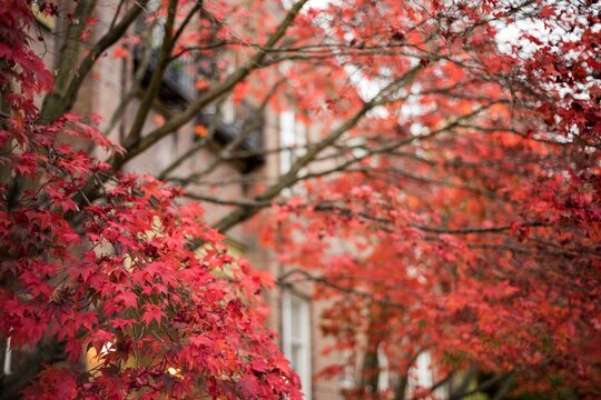 Low angle view of autumn maple tree