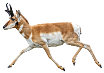 a speedy pronghorn antelope, Antilocapra americana, in full stride