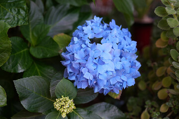 blue hydrangea