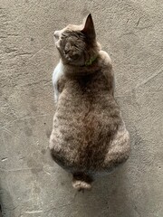 cat on the wall